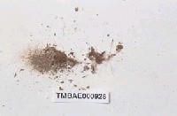 藏品(前原牛毛苔)的圖片